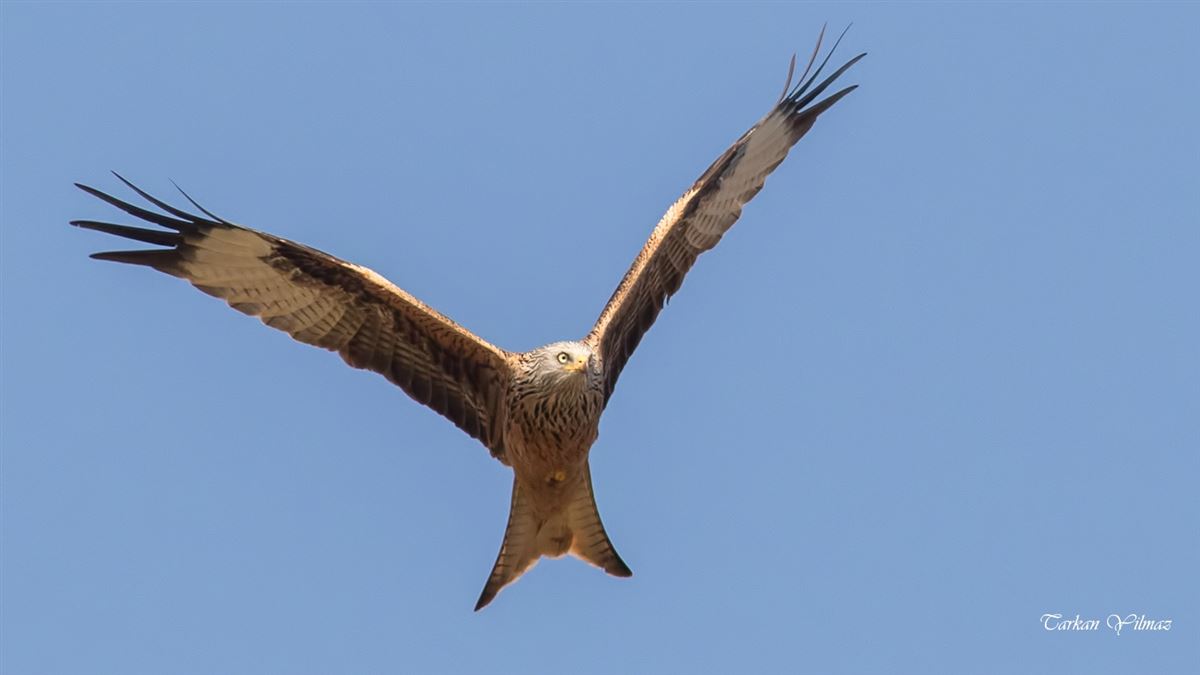 Red Kite