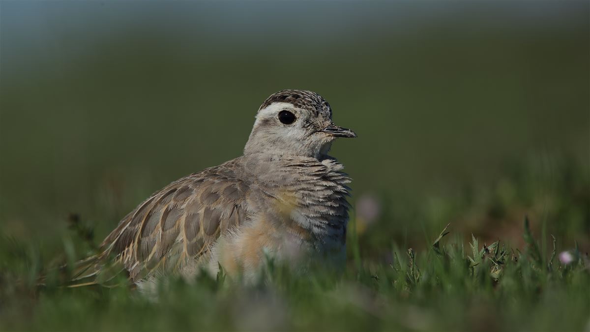 Eurasian Dotterel