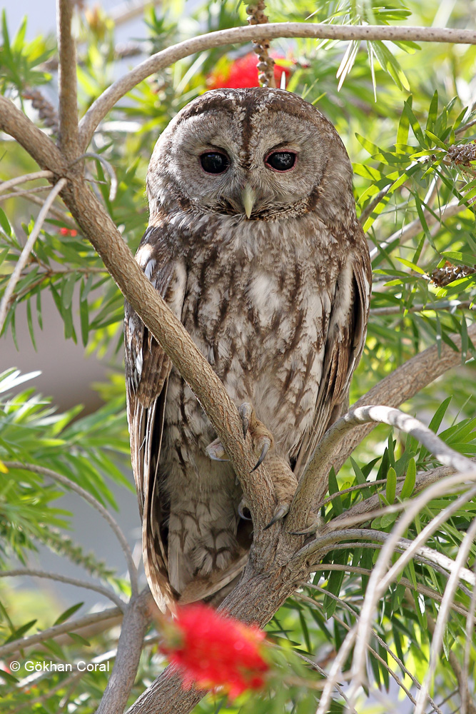 Tawny Owl