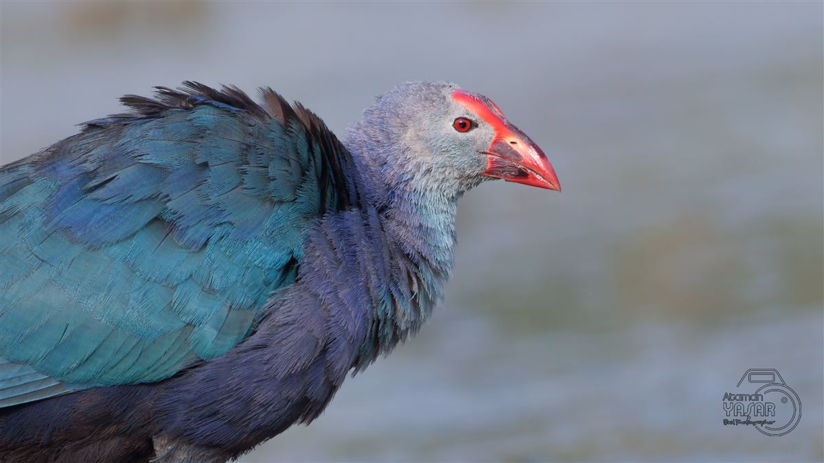 Grey-headed Swamphen