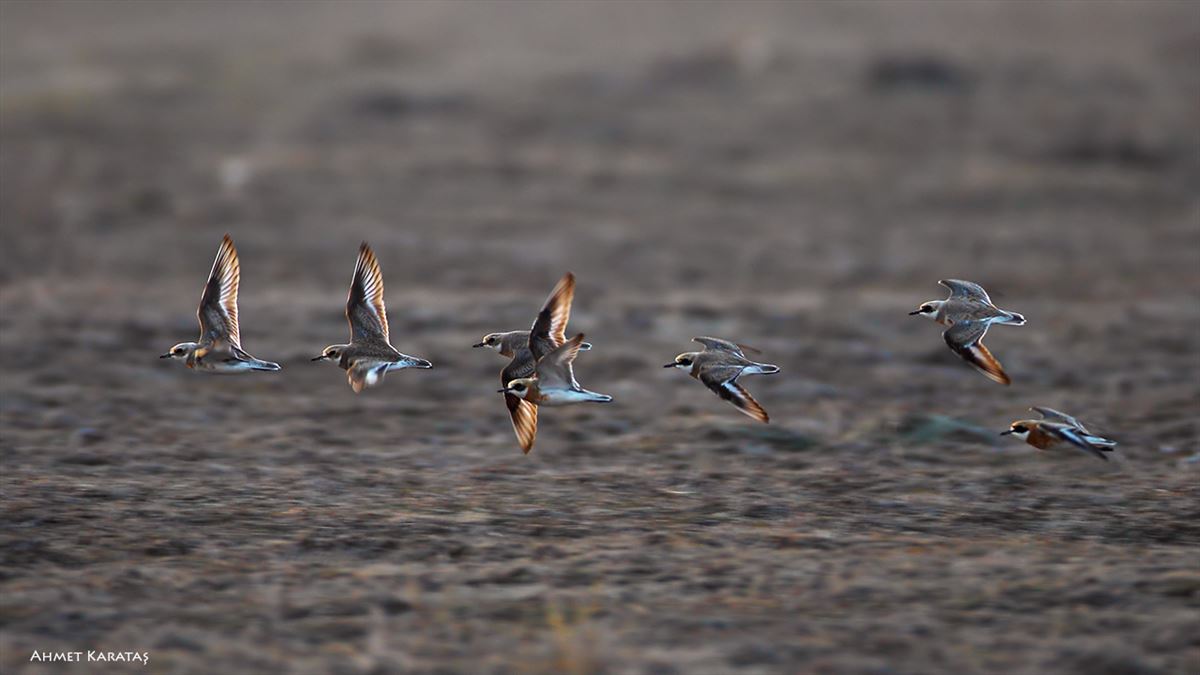 Greater Sand Plover