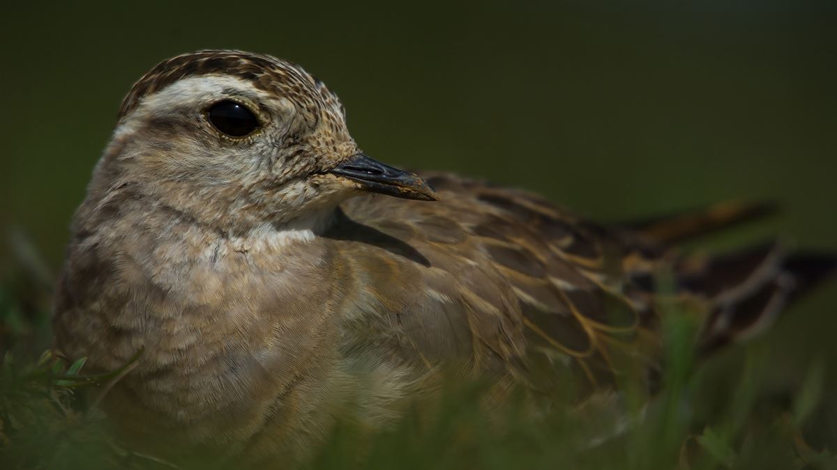 Eurasian Dotterel