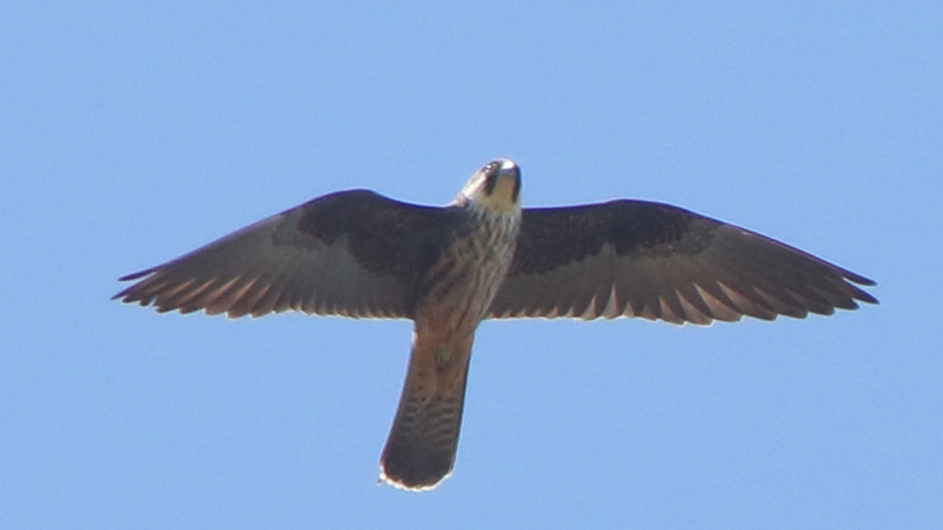 Eleonora`s Falcon
