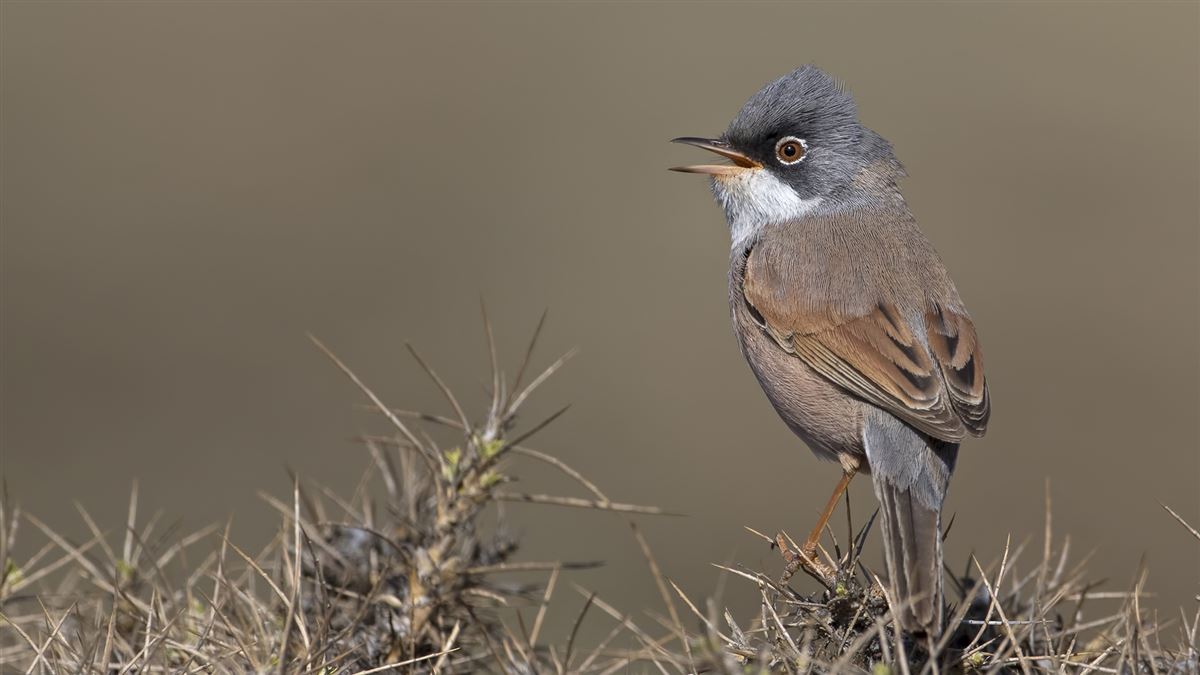 Spectacled Warbler