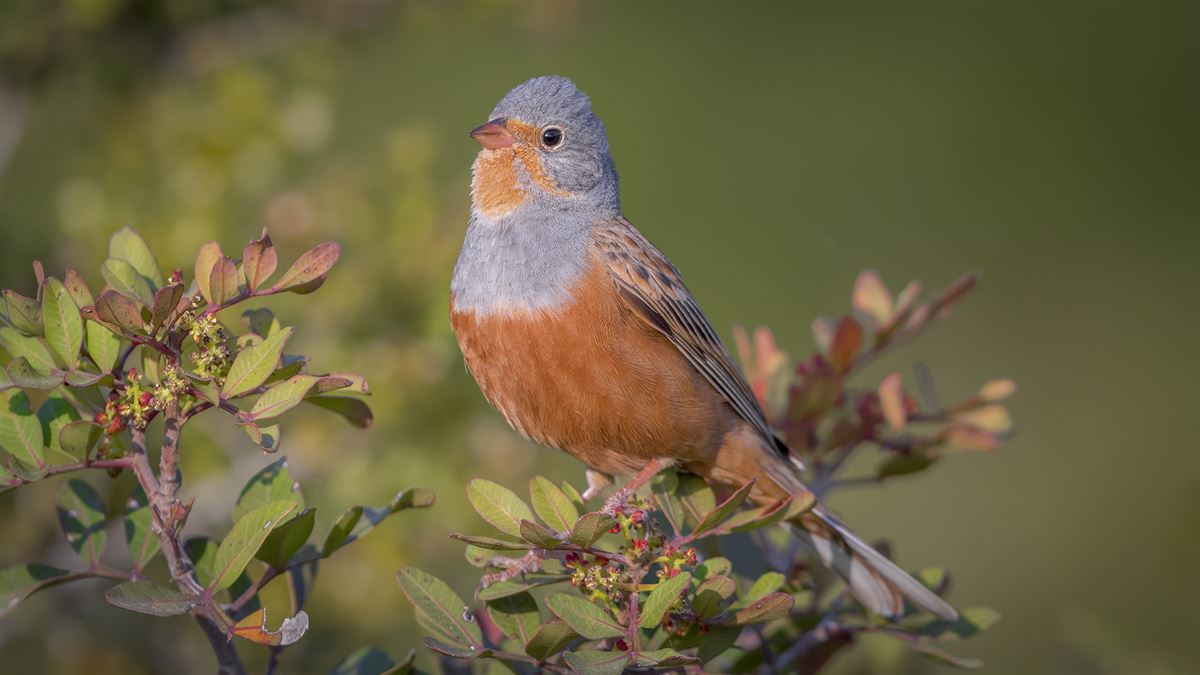 Cretzschmar`s Bunting
