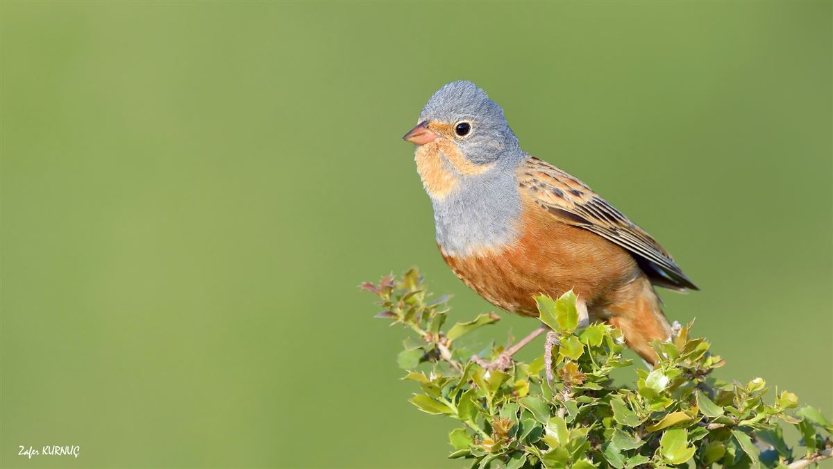 Cretzschmar`s Bunting