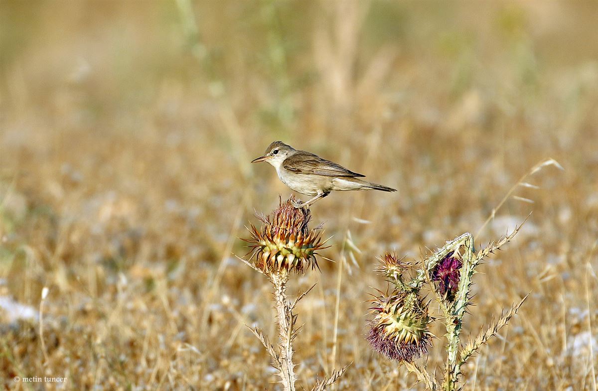 Upcher`s Warbler