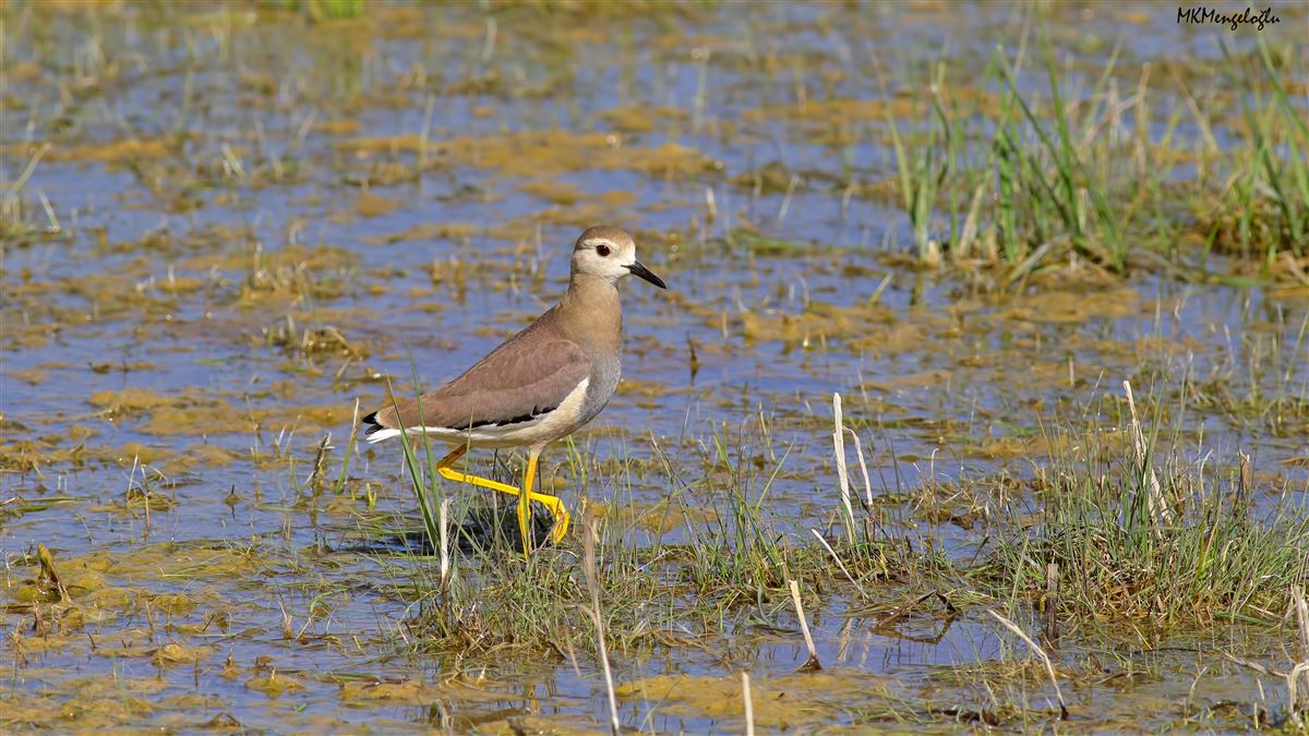 White-tailed Lapwing