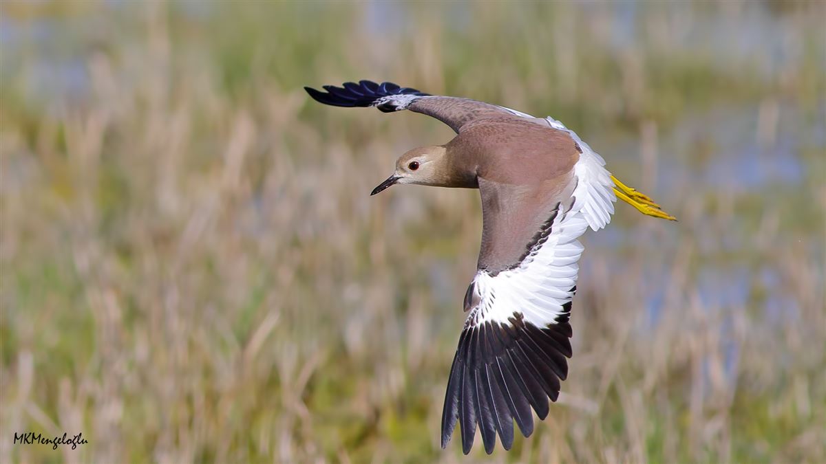 White-tailed Lapwing