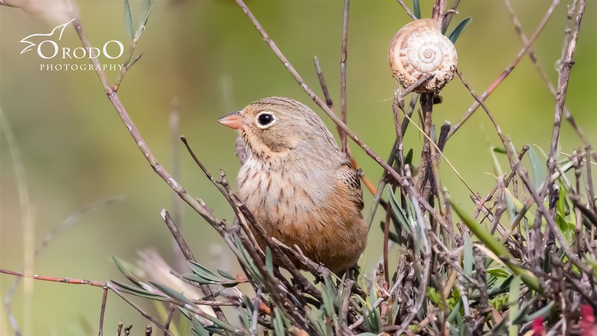 Cretzschmar`s Bunting