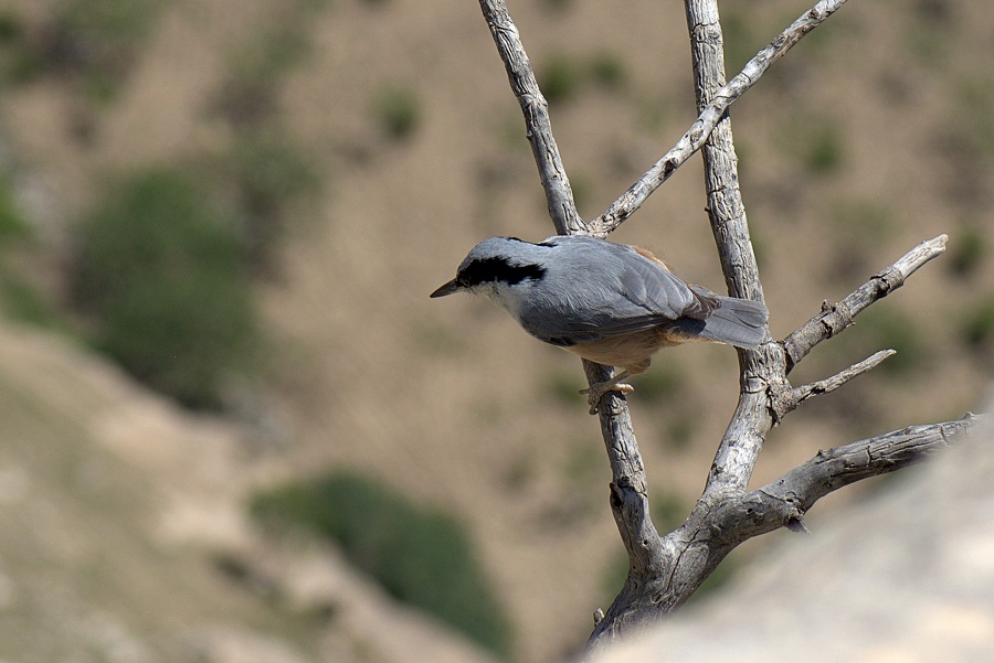 Eastern Rock Nuthatch