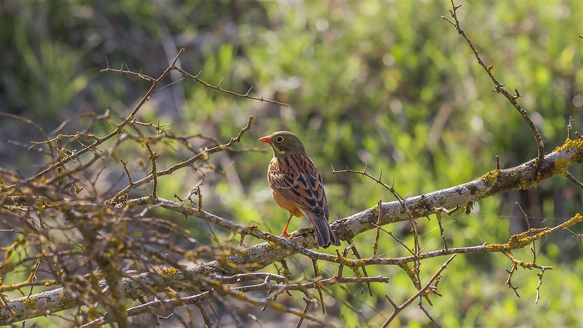 Ortolan Bunting