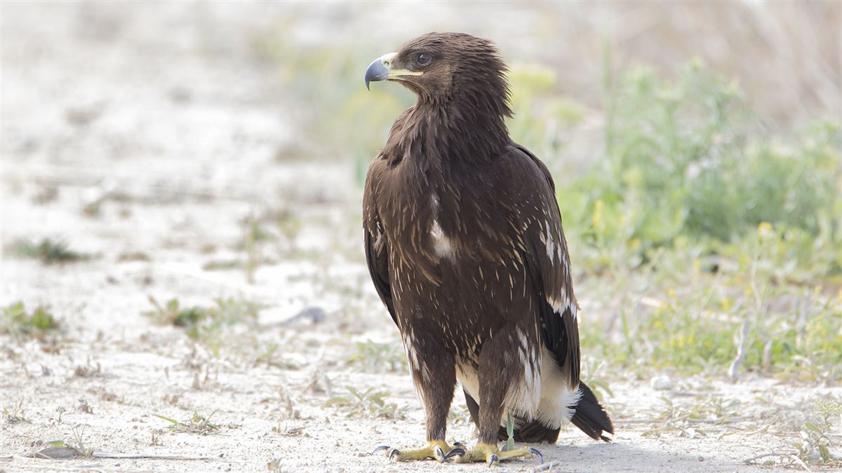 Greater Spotted Eagle