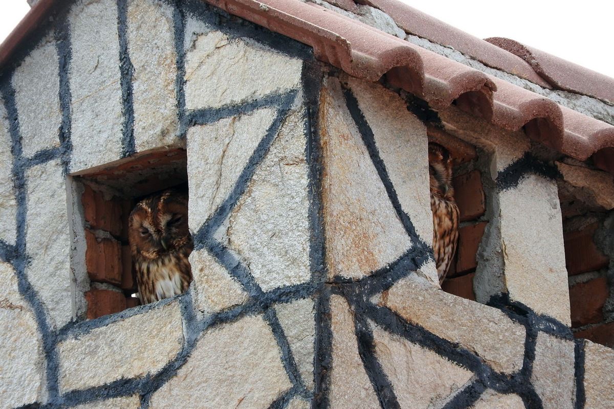Tawny Owl