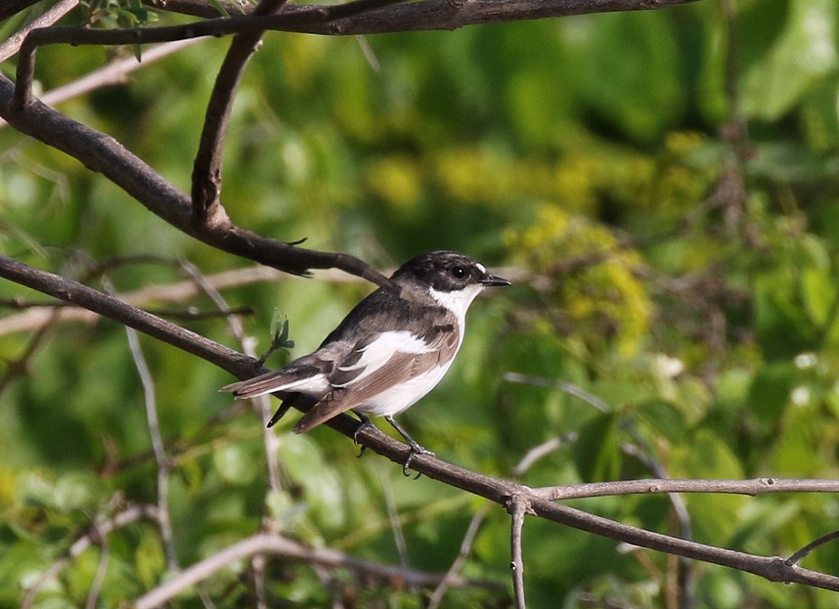 European Pied Flycatcher