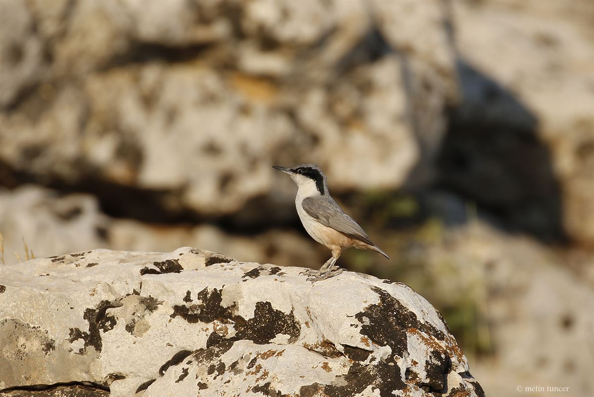 Eastern Rock Nuthatch