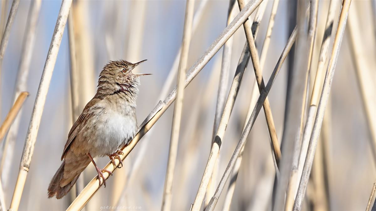 Savi`s Warbler