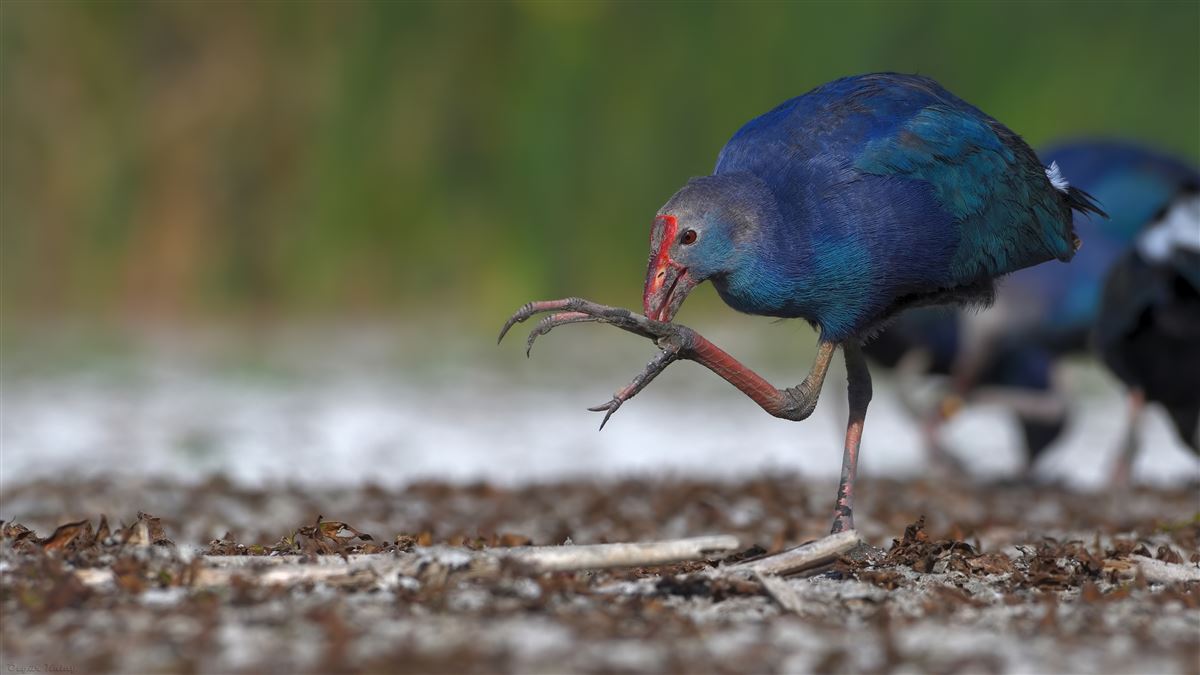 Grey-headed Swamphen