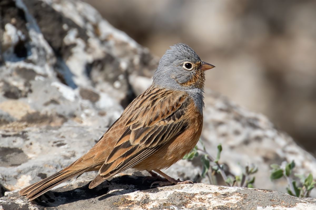 Cretzschmar`s Bunting