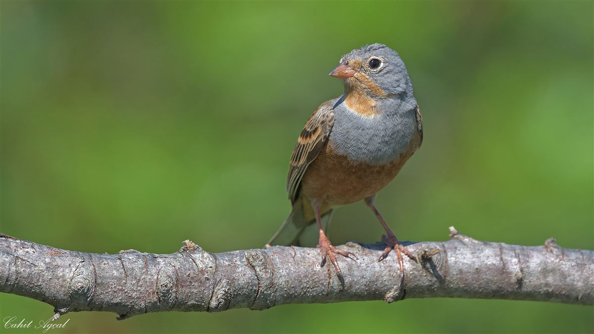 Cretzschmar`s Bunting