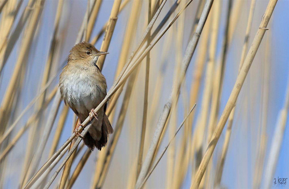 Savi`s Warbler