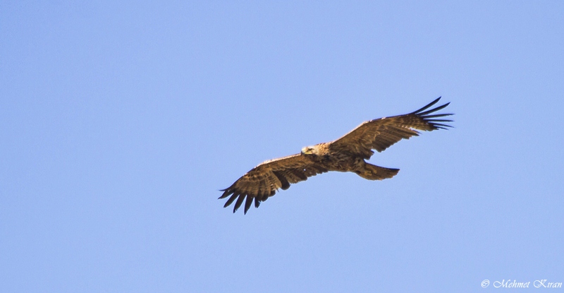 Eastern Imperial Eagle