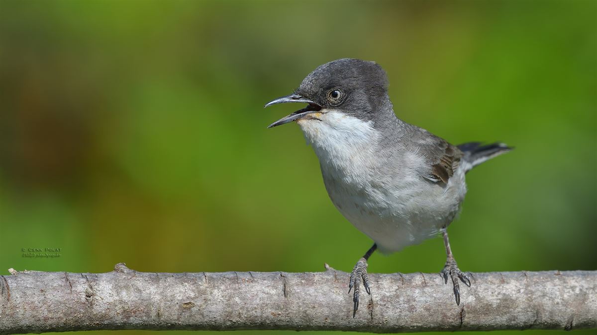 Eastern Orphean Warbler