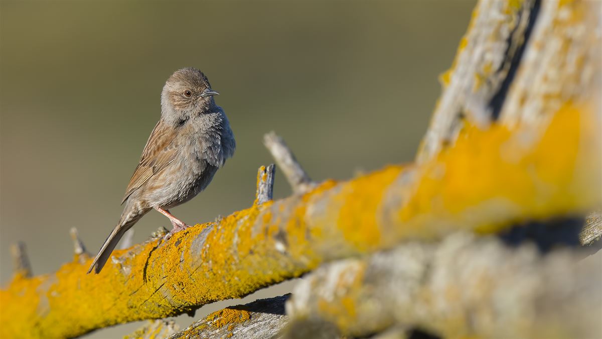 Dunnock