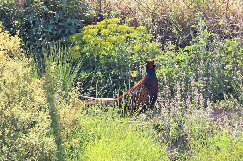 Common Pheasant