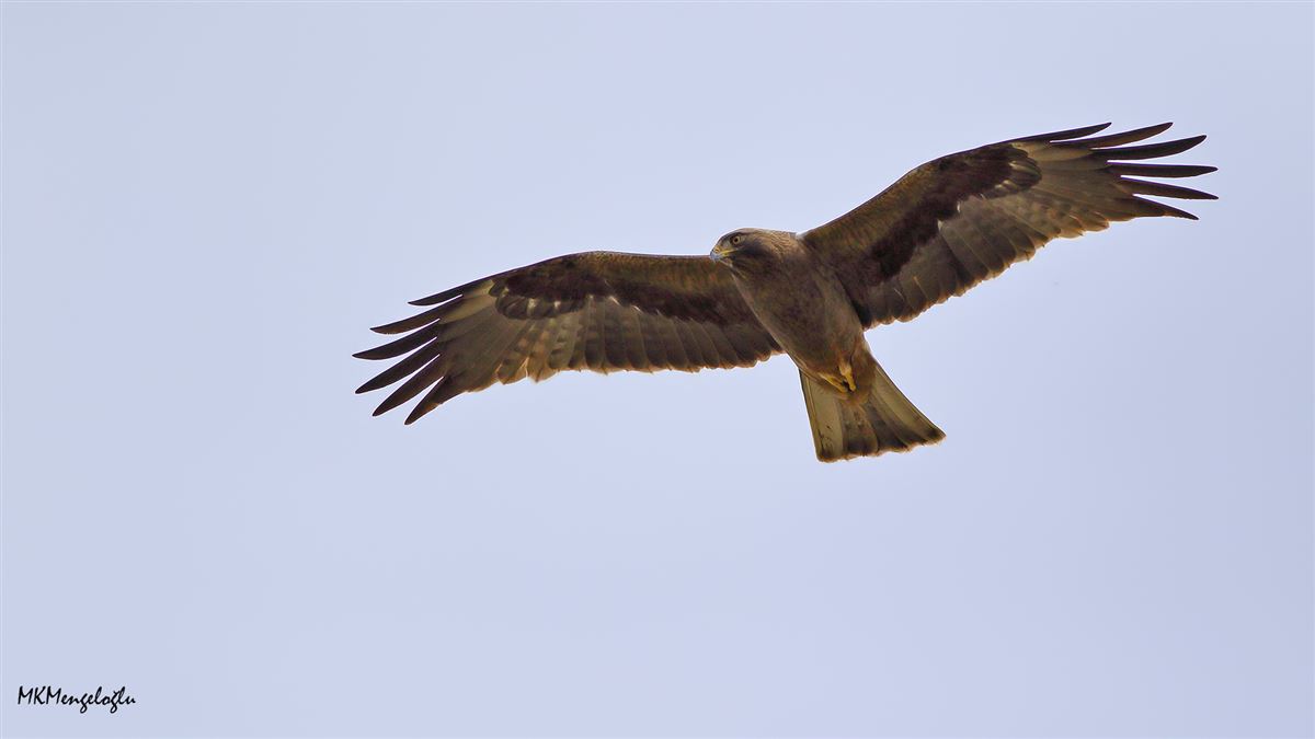 Booted Eagle