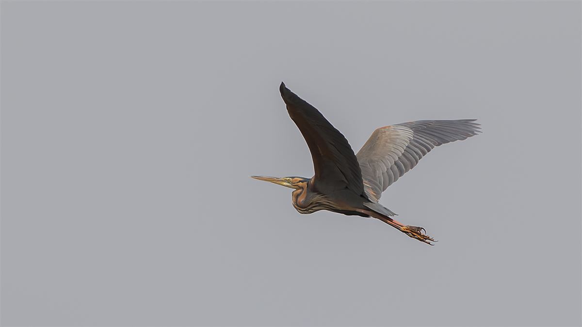 Purple Heron