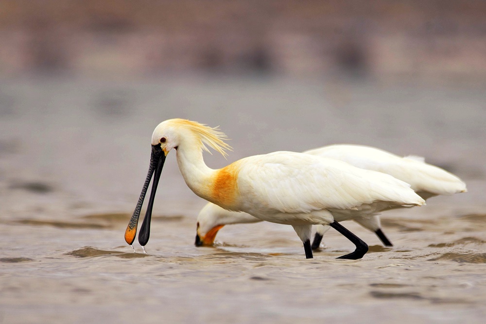 Eurasian Spoonbill