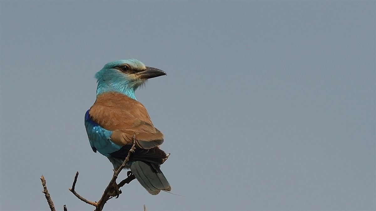 European Roller