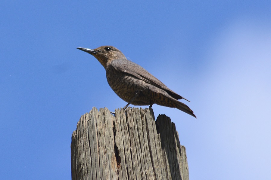Blue Rock Thrush