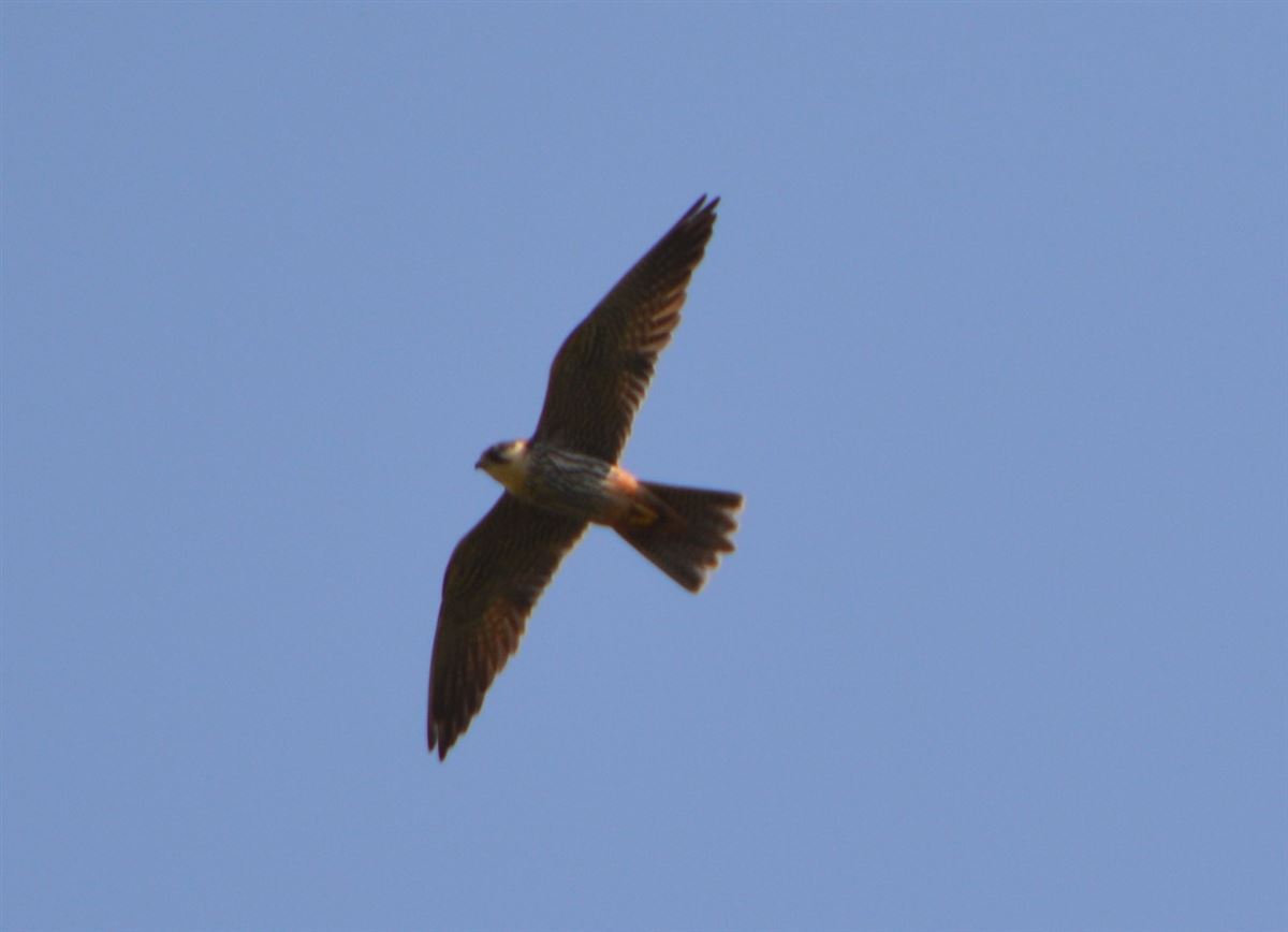 Eurasian Hobby