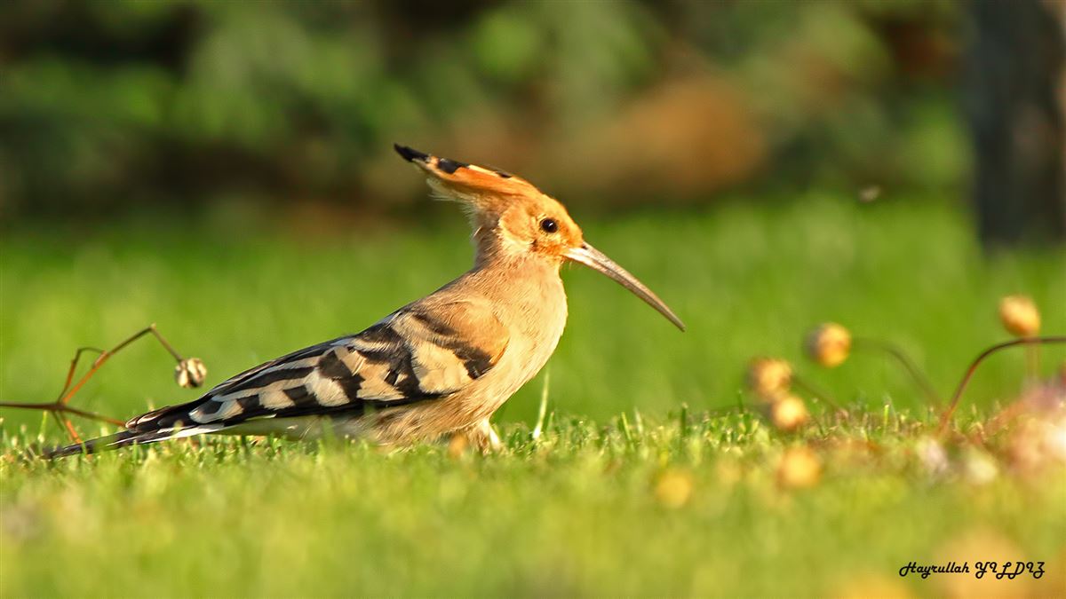Eurasian Hoopoe