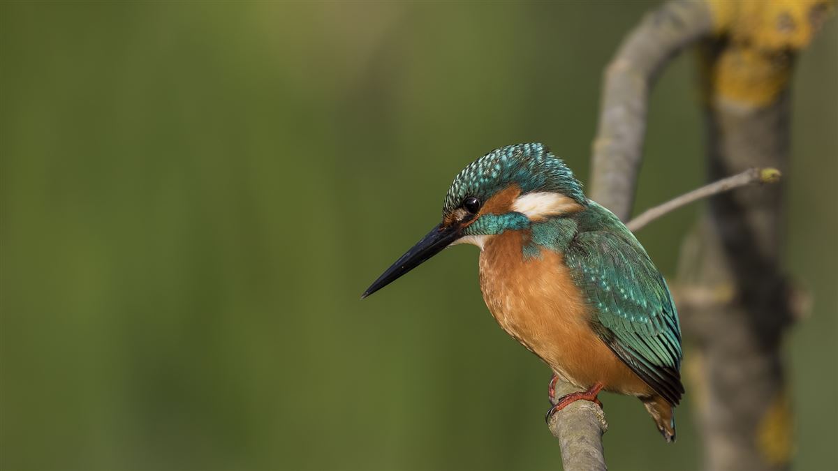 Common Kingfisher
