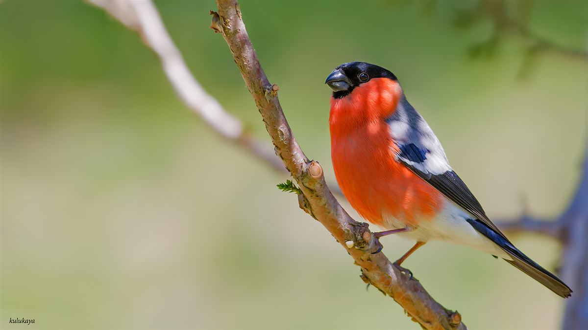 Eurasian Bullfinch