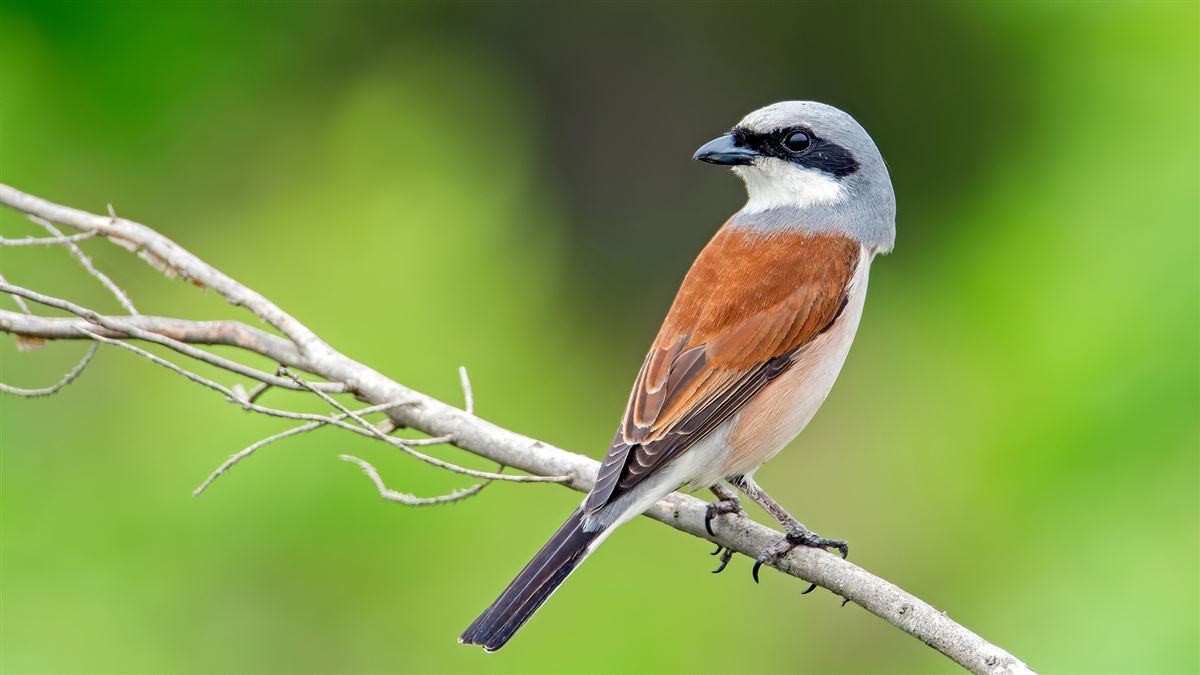 Red-backed Shrike