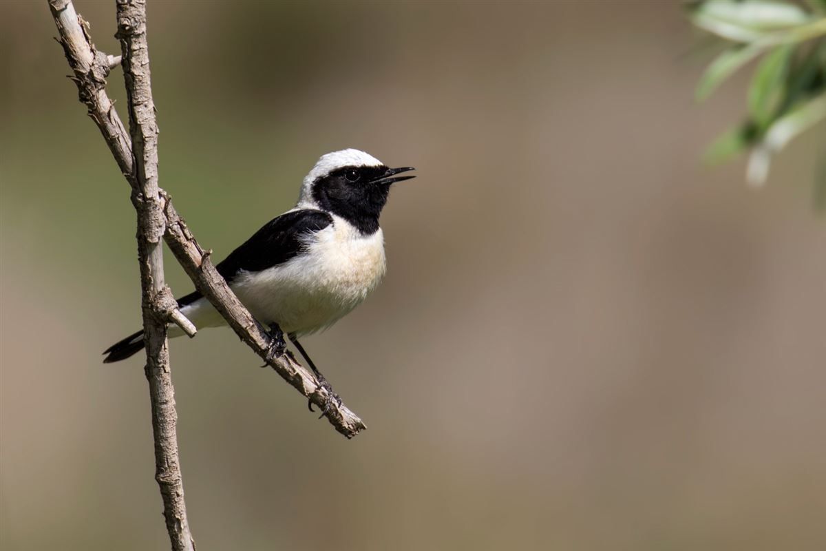 Black-eared Wheatear