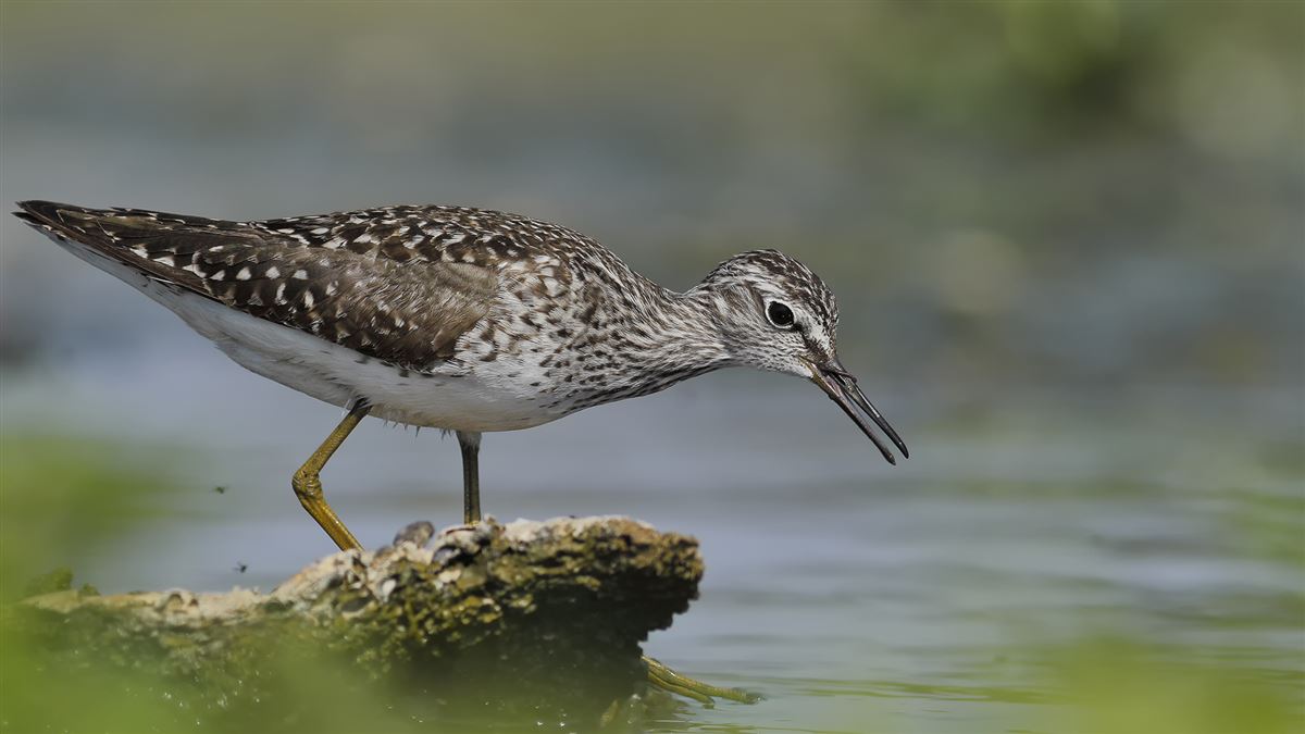 Wood Sandpiper