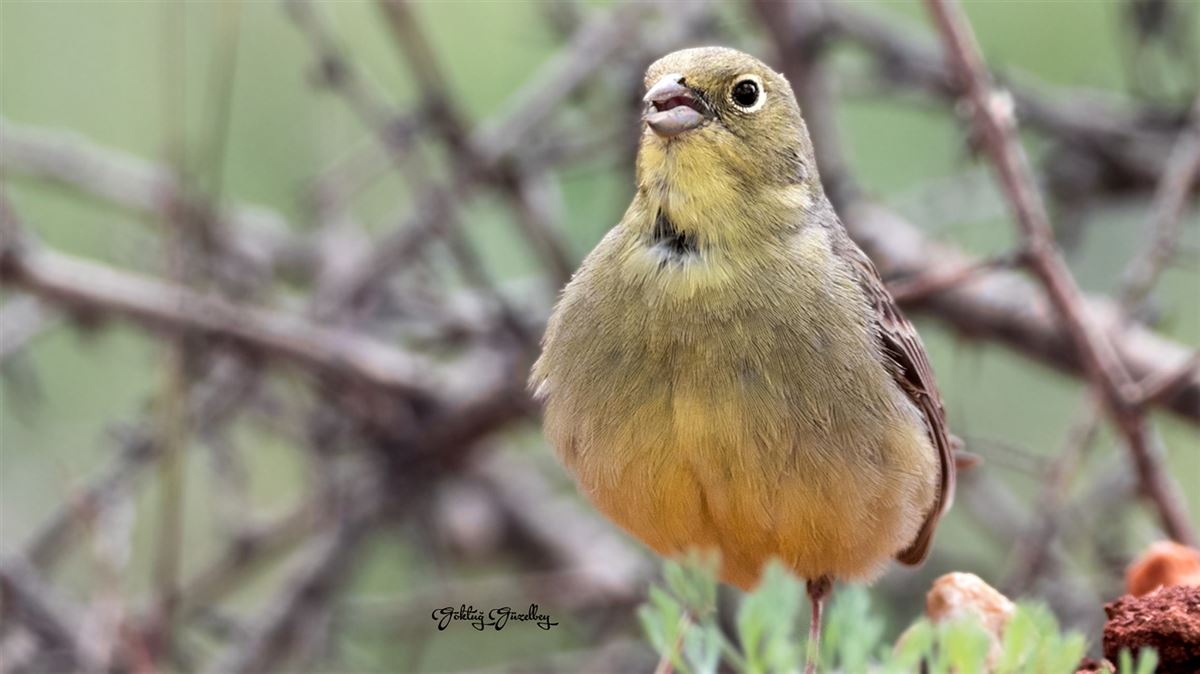 Cinereous Bunting