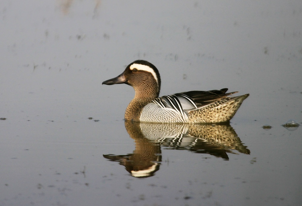 Garganey