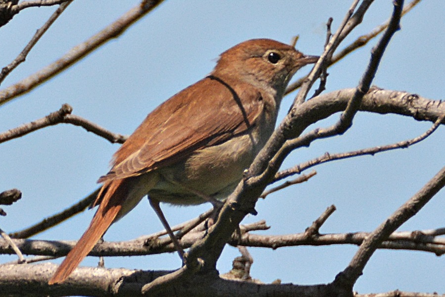 Common Nightingale