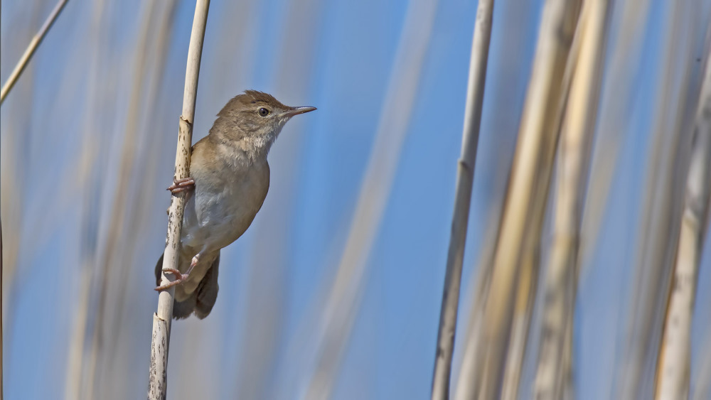 Savi`s Warbler