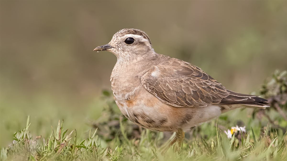 Eurasian Dotterel