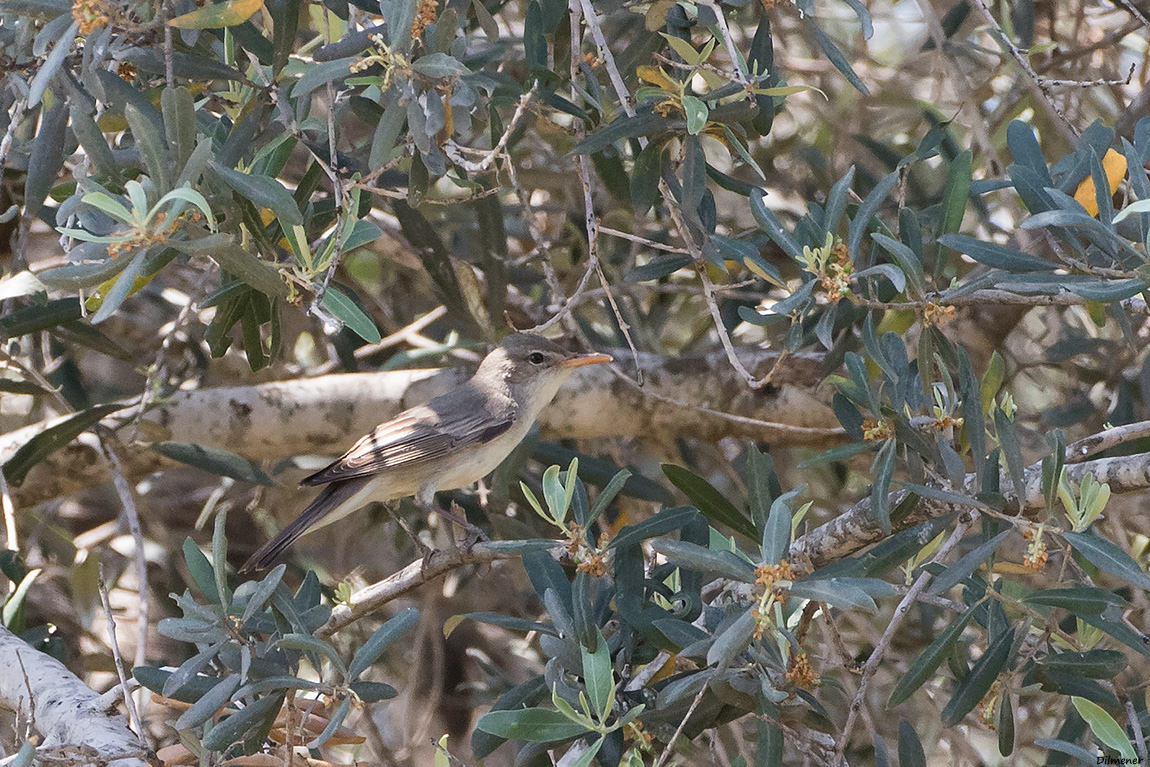 Olive-tree Warbler