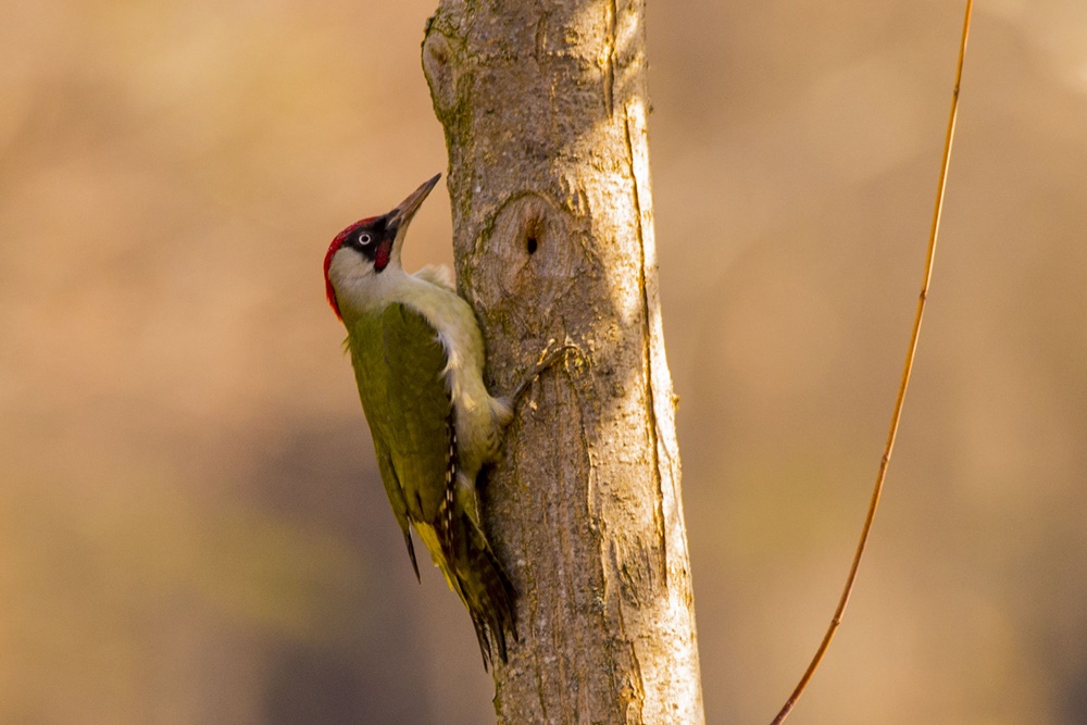 European Green Woodpecker