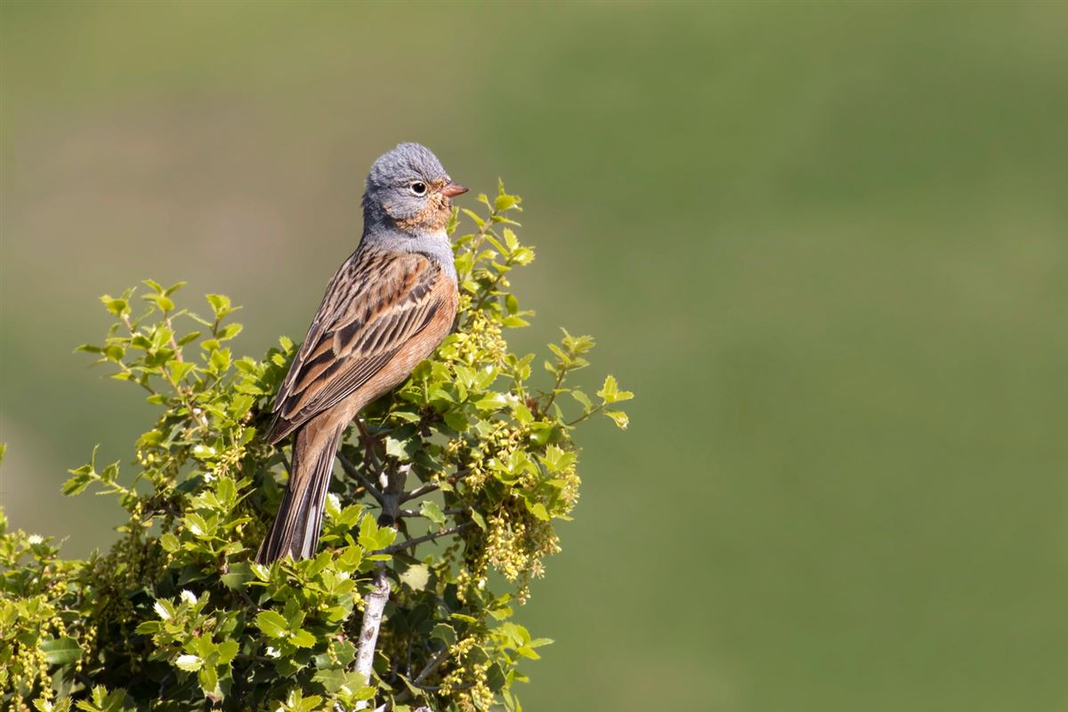Cretzschmar`s Bunting