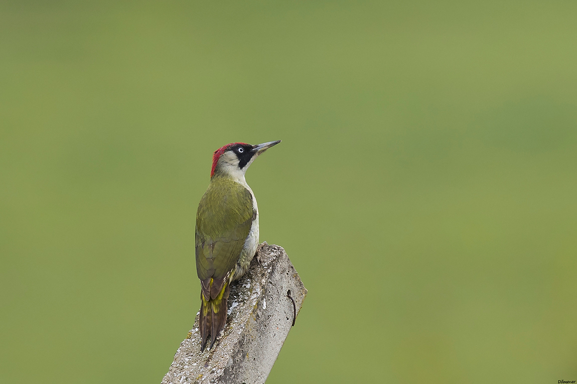 European Green Woodpecker
